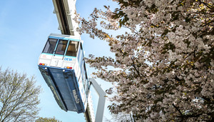 Die H-Bahn von unten fotografiert, neben einem blühenden Kirschbaum
