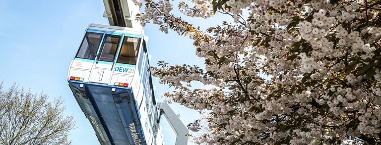 H-Bahn zwischen blühenden Kirschblütenbäumen.